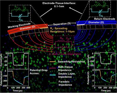 A universal model of electrochemical safety limits in vivo for electrophysiological stimulation